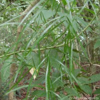 Asparagus falcatus L.